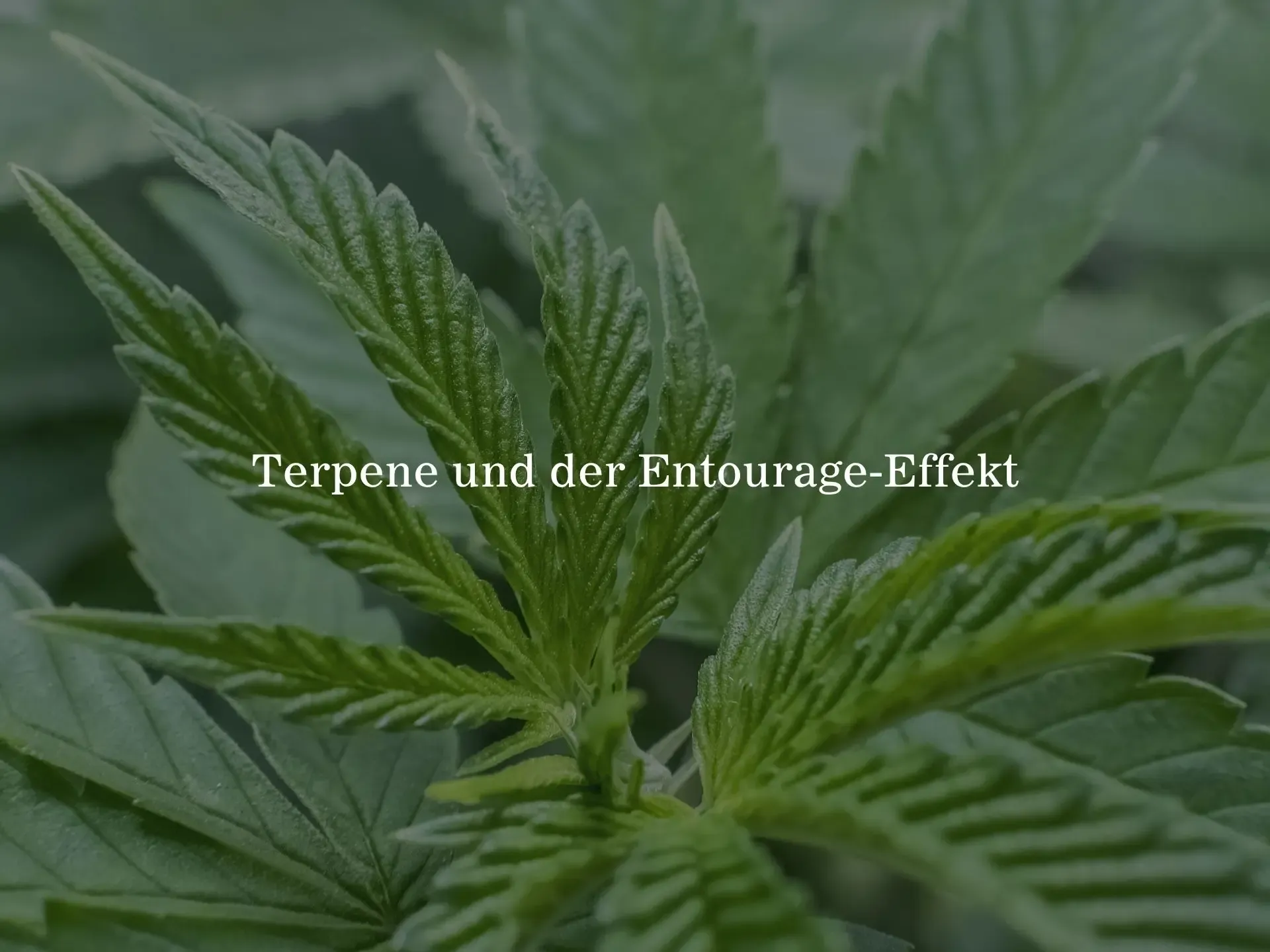 Terpene und der Entourage-Effekt: Die verborgene Kraft der Cannabis-Pflanze