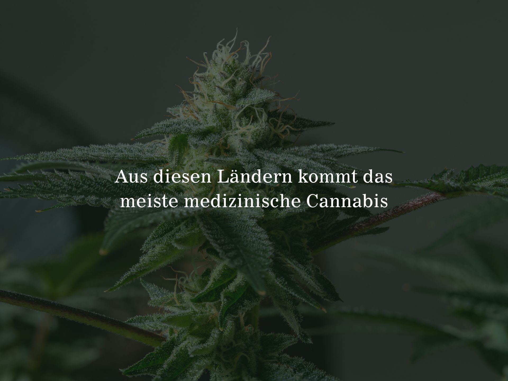 Herkunft von medizinischem Cannabis: Aus diesen Ländern kommt das meiste Cannabis