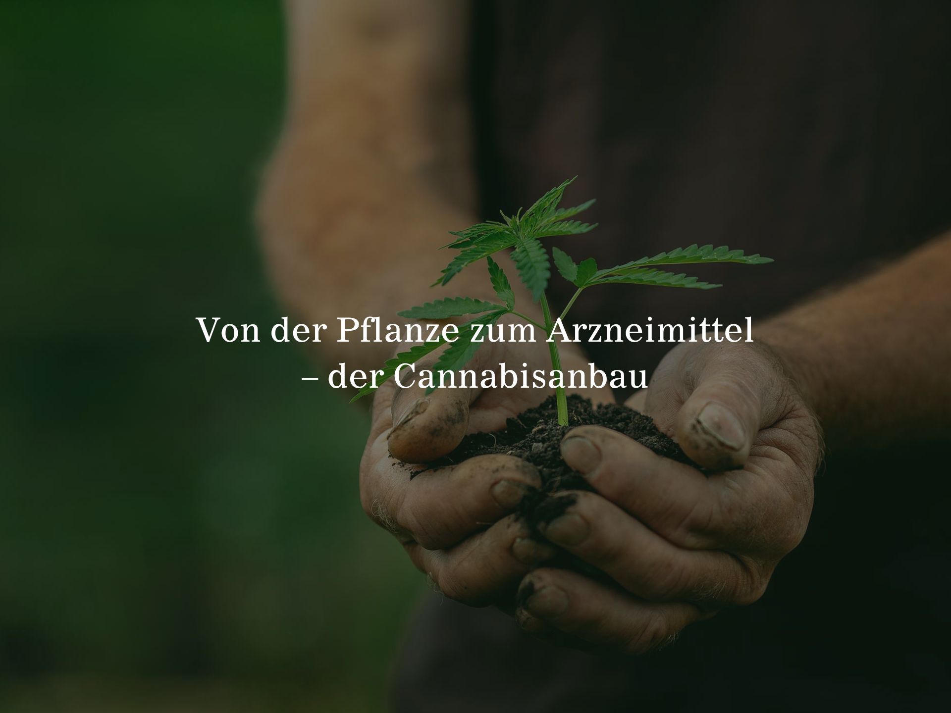 Von der Pflanze zum Arzneimittel – der Cannabisanbau